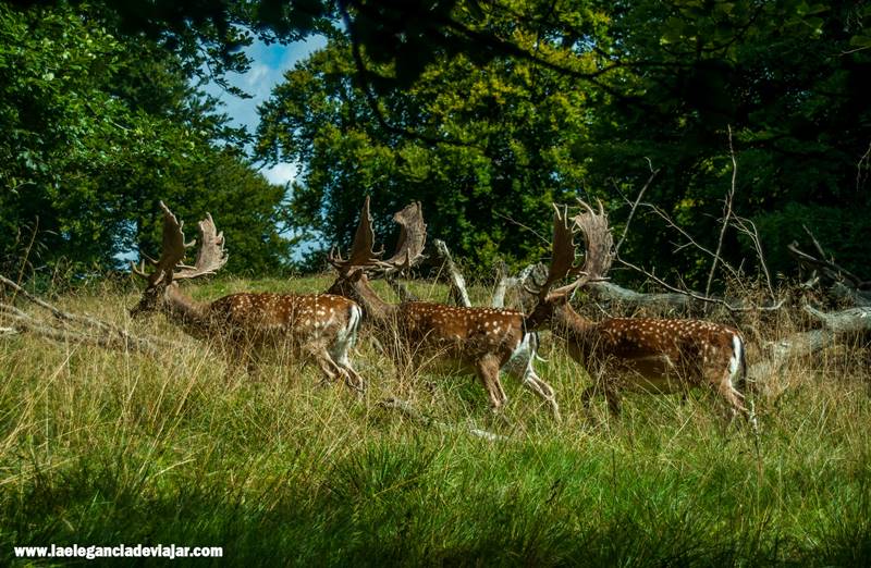 Ciervos por el parque