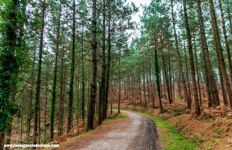 Empezamos a caminar hacia el bosque pintado