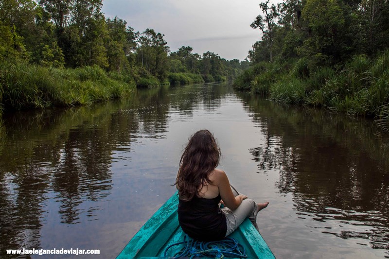 Disfrutando de la Selva de Borneo