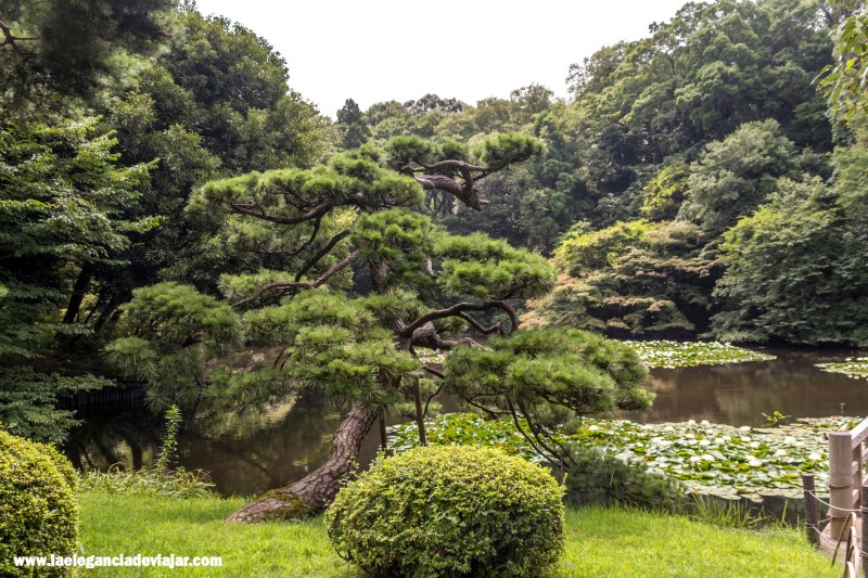 Estanque de los jardines del Santuario Meiji