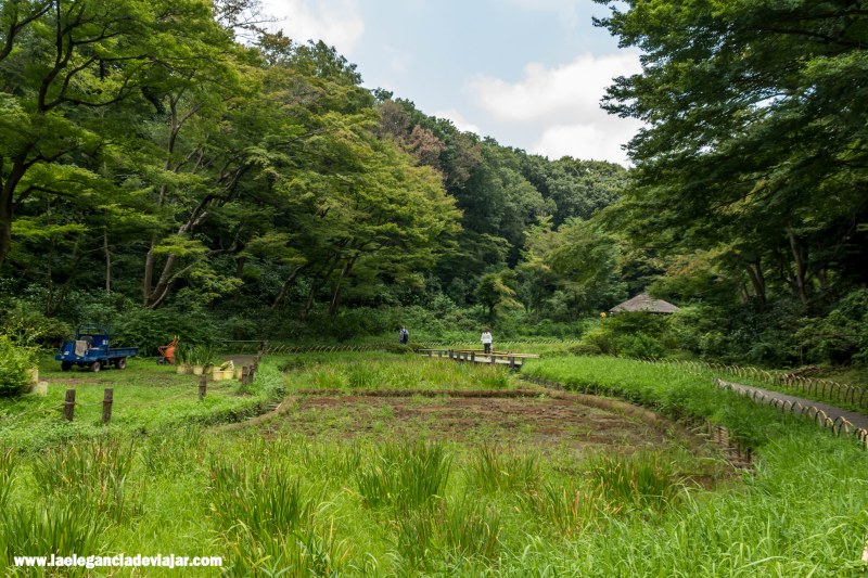 Jardines del Santuario Meiji