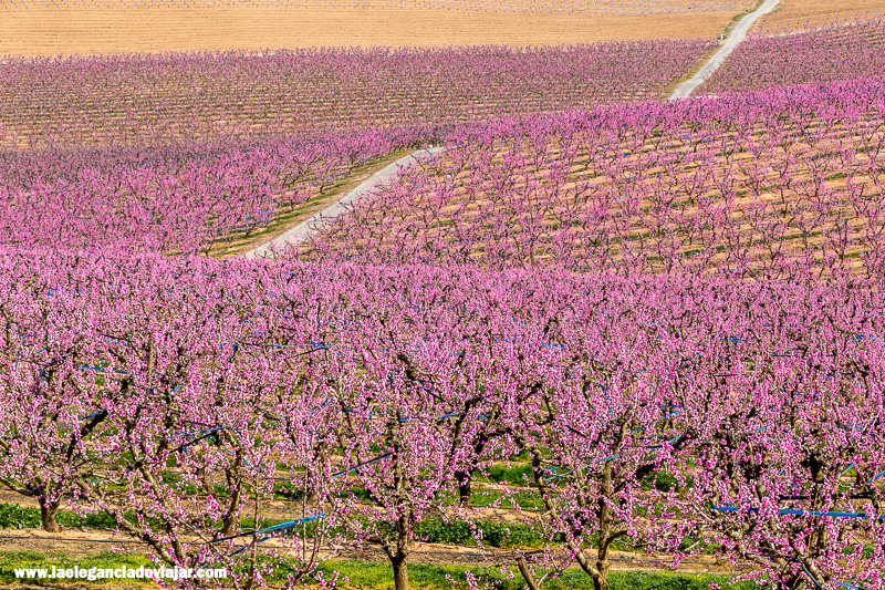Campos de melocotoneros en Aitona