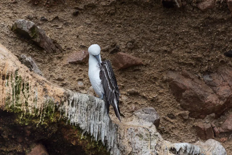 Fauna en Islas Ballestas