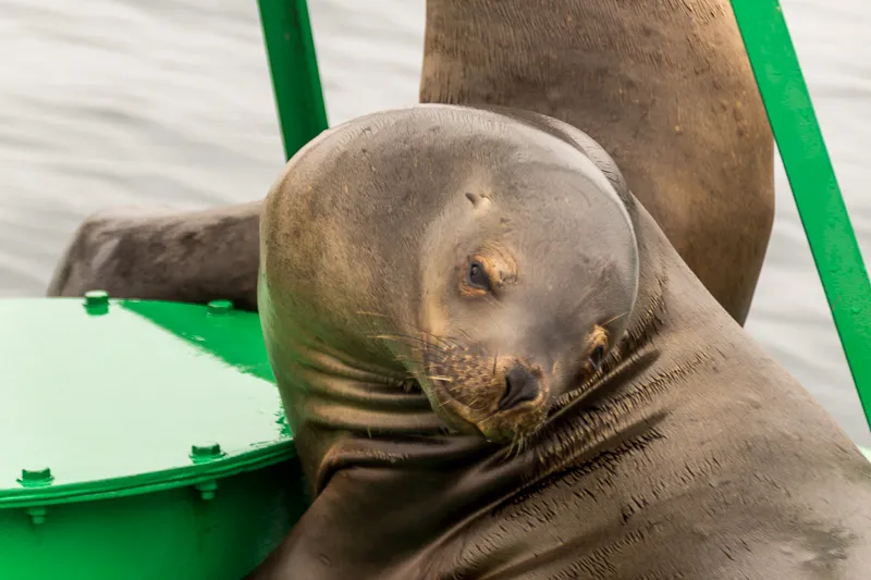 Lobo marino en Islas Ballestas