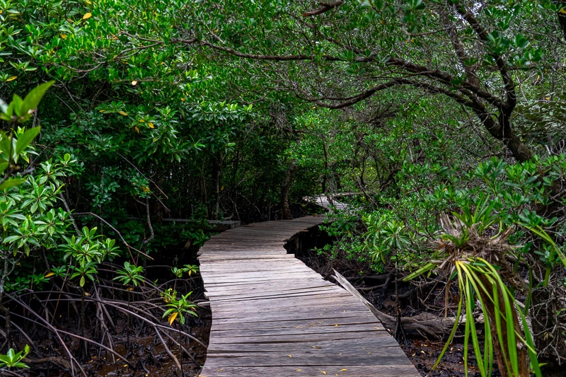 Manglares de Koh Rong