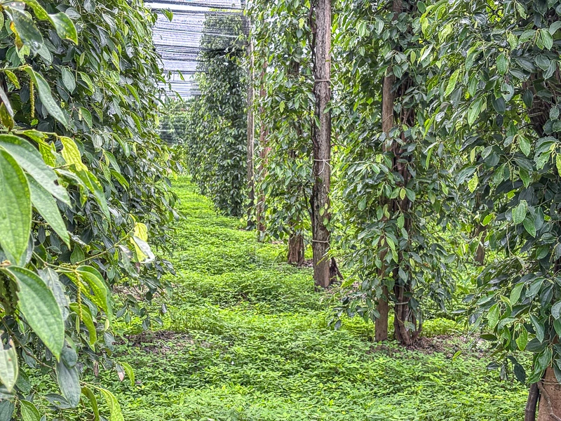 Plantación de pimienta en Kampot